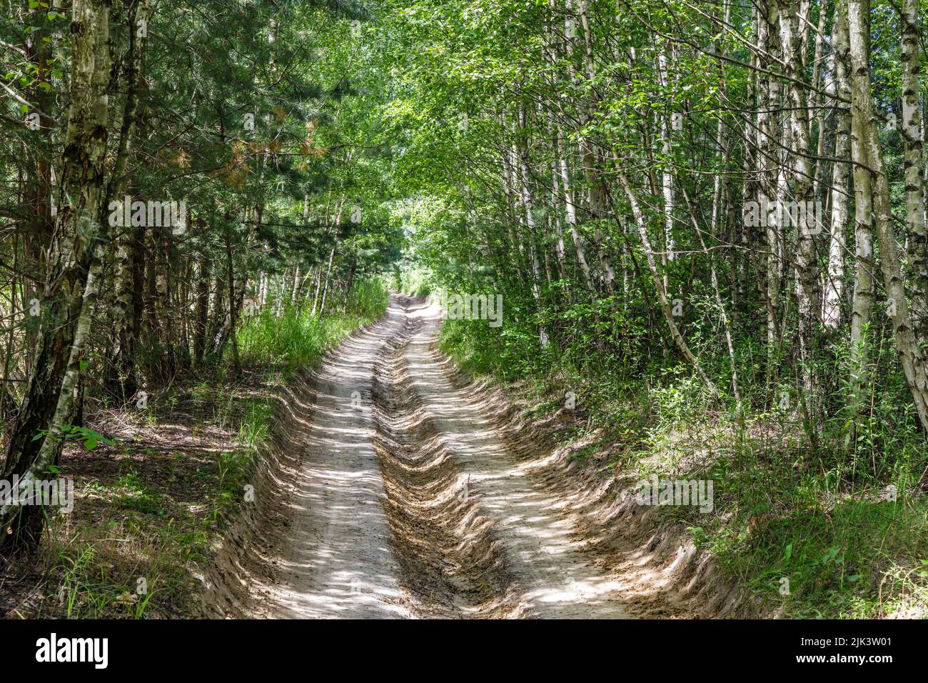 Birches vicolo Foto Stock