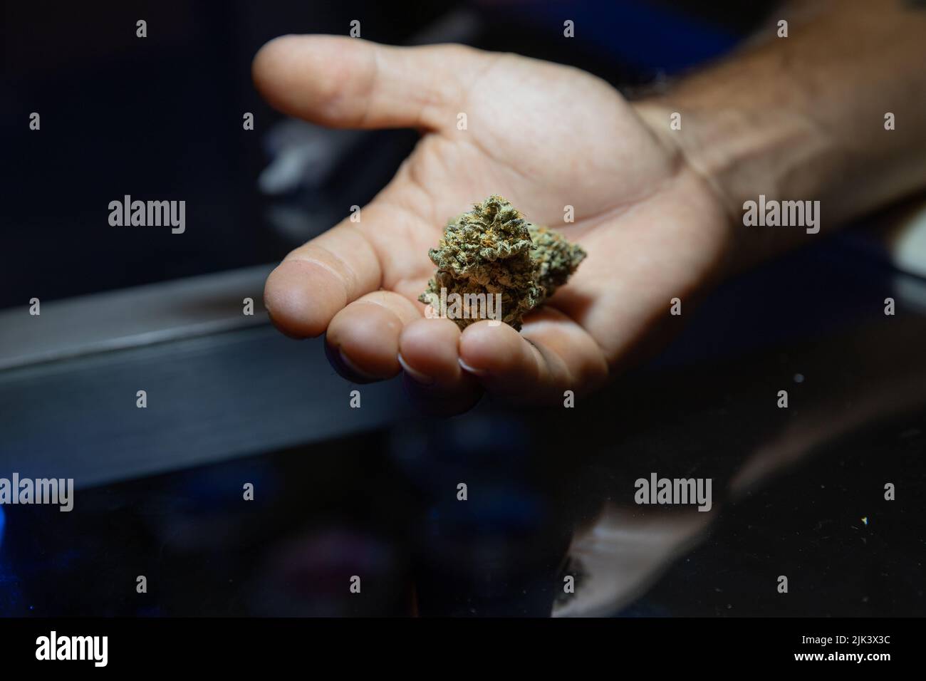 Primo piano di una mano che tiene un germoglio di marijuana crudo. Foto Stock