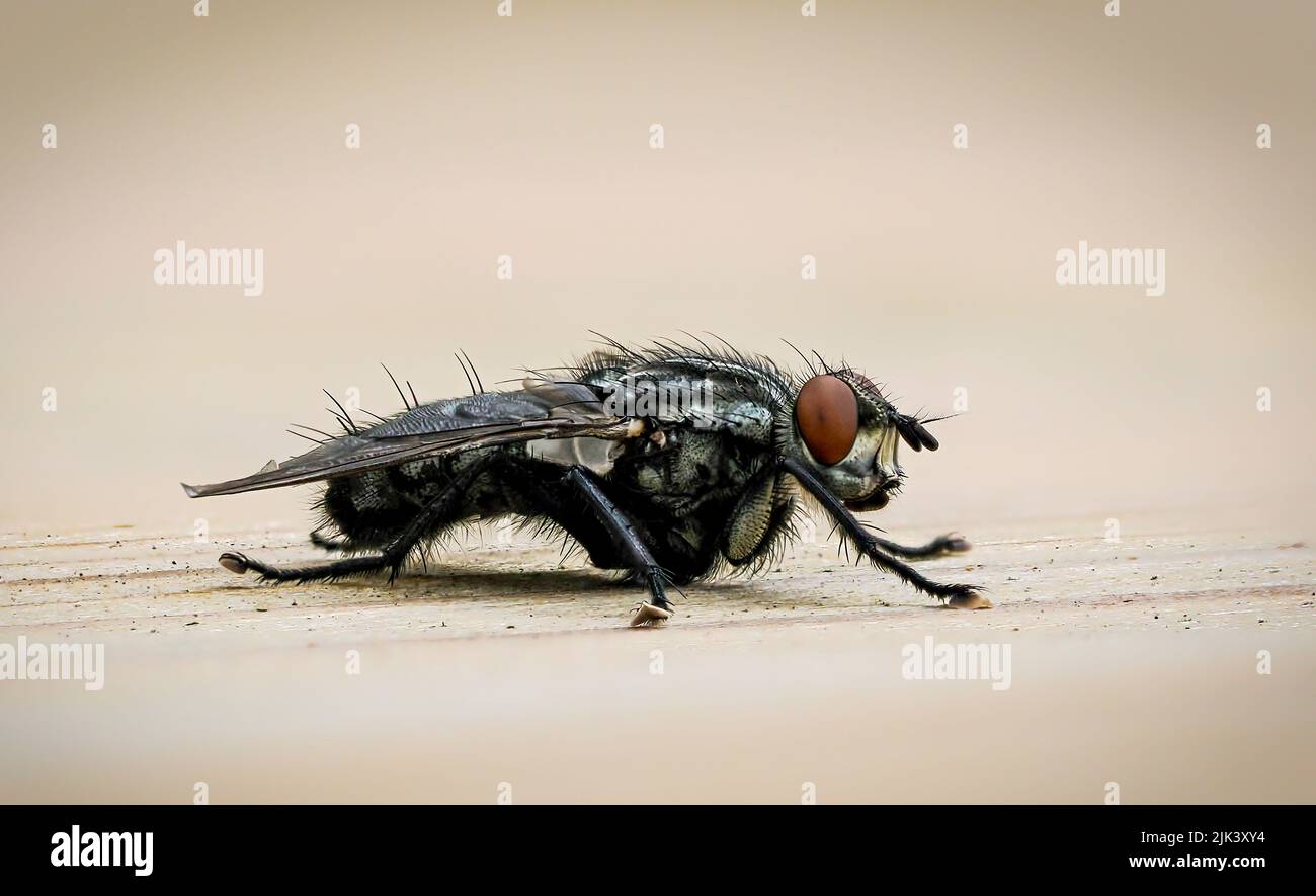 Fuoco accatastato primo piano di una carne Fly (Sarcophagidae) Foto Stock
