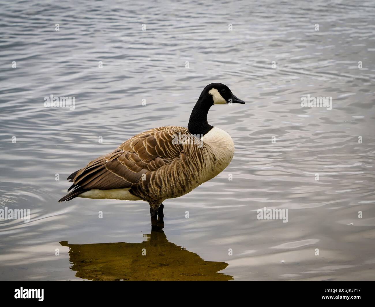 Canada oche branta canadensis Foto Stock