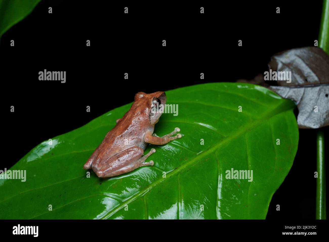 Bush Frog su foglia nel sud ovest Ghats, India in una stagione piovosa Foto Stock