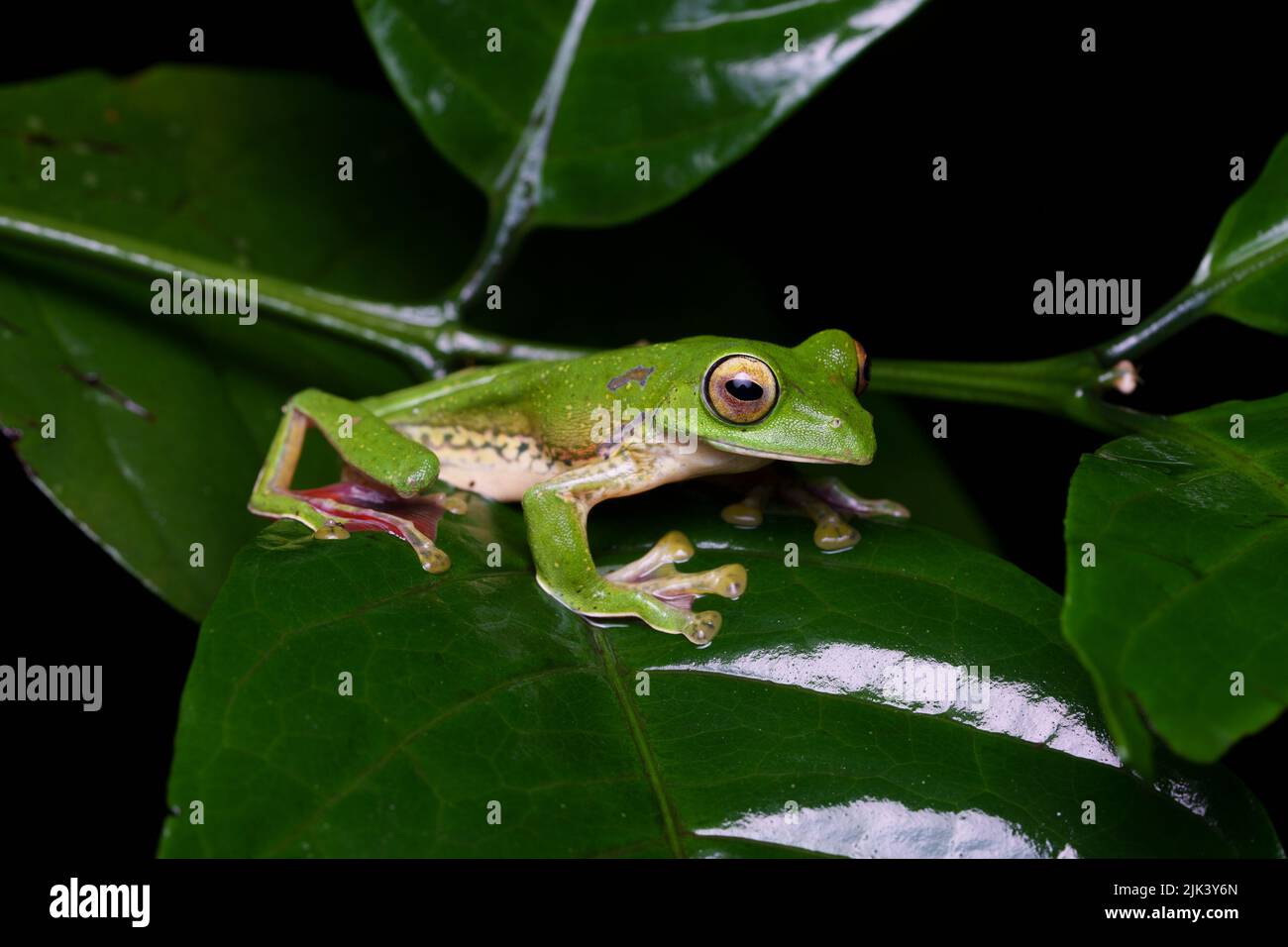 La rana parapendio di Malabar (Rhacophorus malabaricus) è una specie di rana arborea rinoforica che si trova nei Ghati occidentali dell'India. Foto Stock