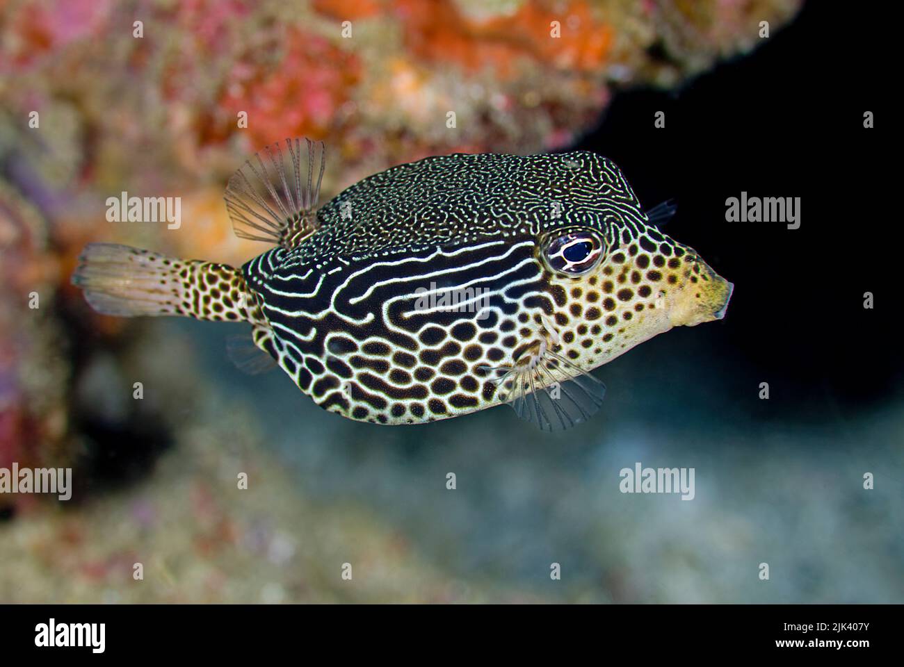 Pesce barocco reticolato (Ostracion solorensis) noto anche come pesce scatola Solor o pesce barocco a strisce, Puerto Galera, Mindoro, Filippine, Asia Foto Stock