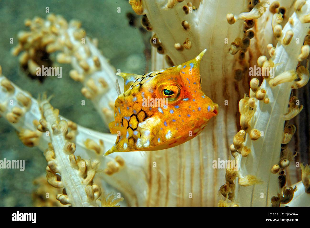 Cowfish Thornback (Lactoria fornasini) ad un anemone ad albero (Actinodendron arboreum), Grande barriera Corallina, Queensland, Australia Foto Stock