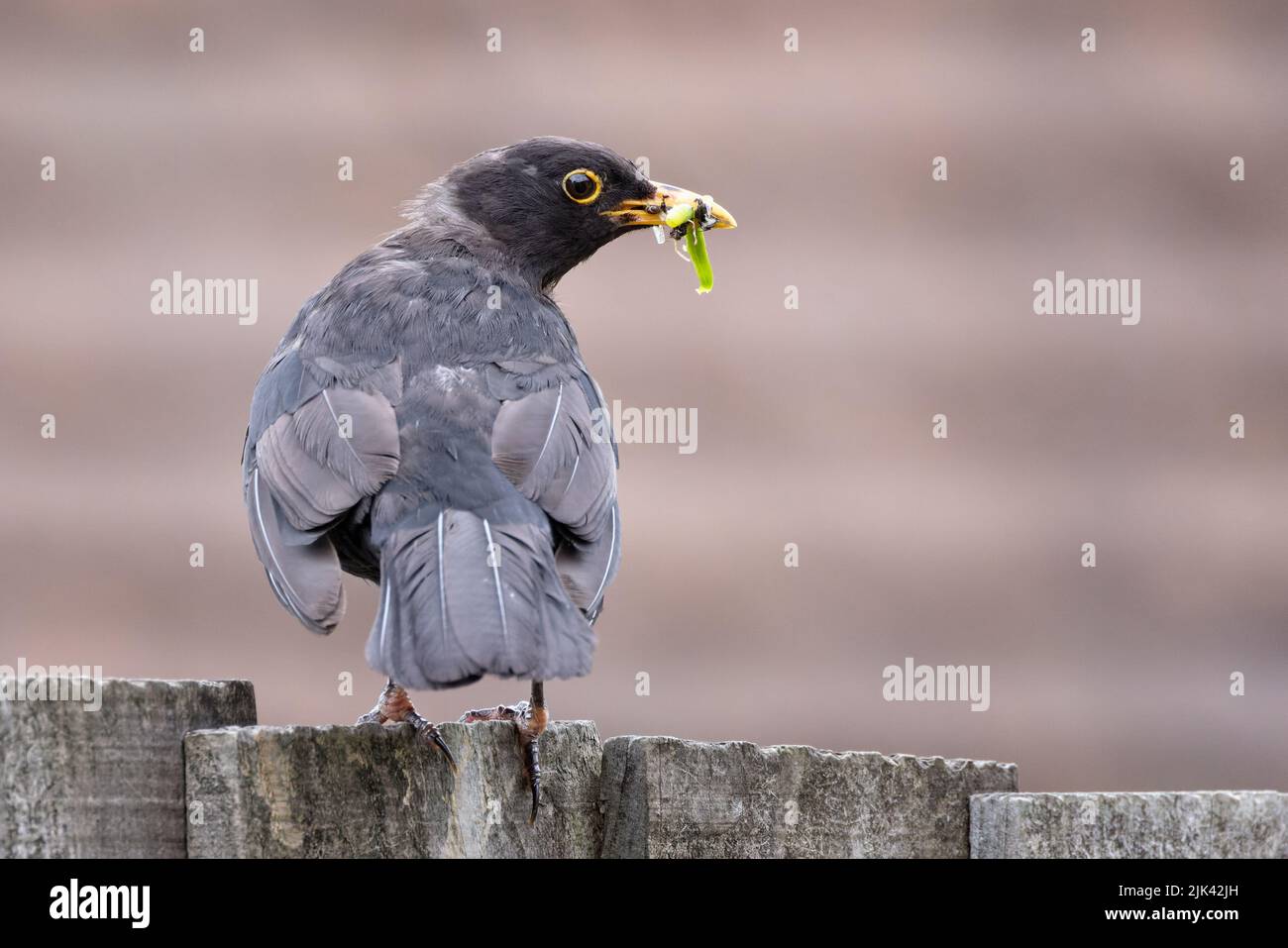 Primo piano di Blackbird con becco pieno di grub arroccato sulla recinzione Foto Stock