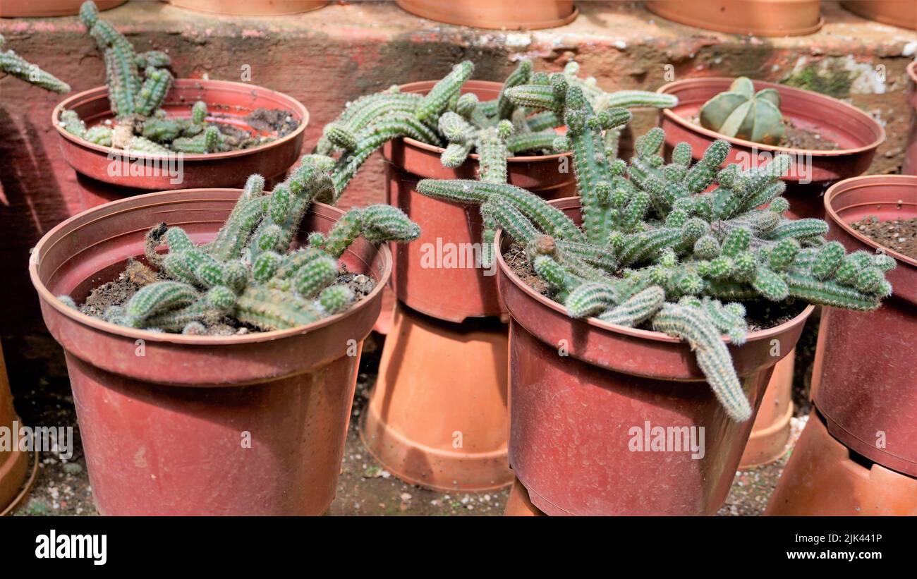 Belle piante di vaso di cactus interno di echinopsis chamaecereus da un giardino di stanza dei bambini. Conosciuto anche come Peanut Cactus. Foto Stock