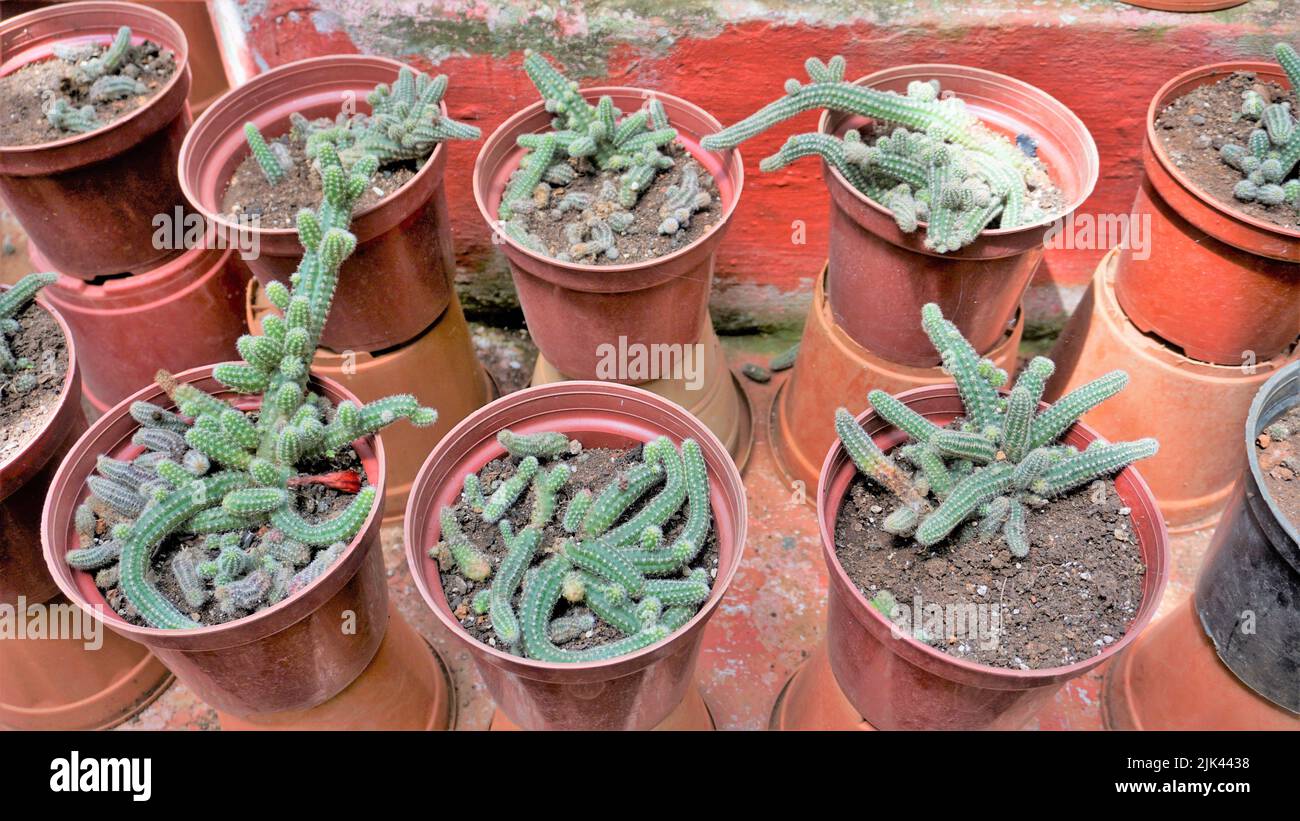 Belle piante di vaso di cactus interno di echinopsis chamaecereus da un giardino di stanza dei bambini. Conosciuto anche come Peanut Cactus. Foto Stock