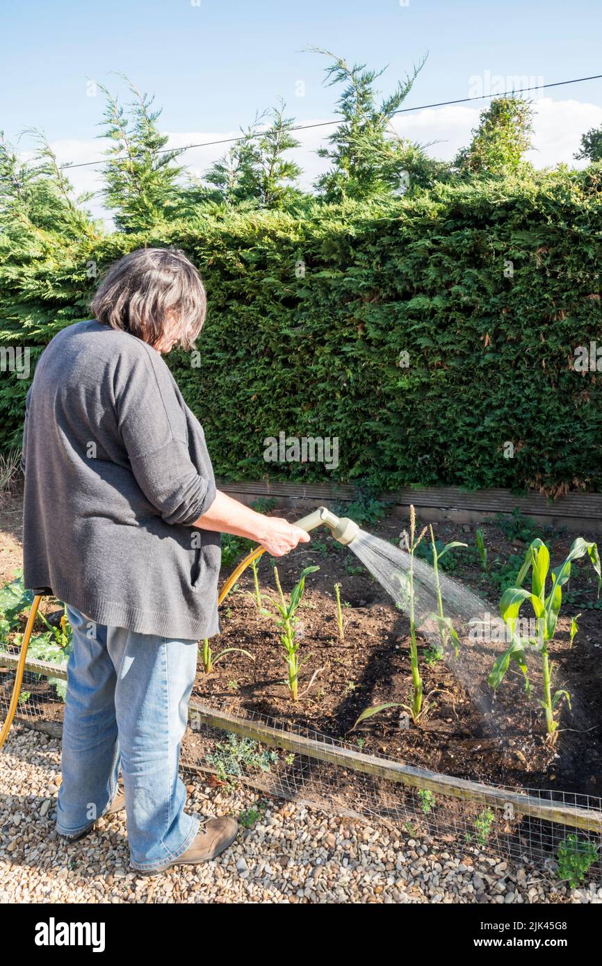 Donna che usa uno spruzzo del tubo per innaffiare il suo orto durante il tempo asciutto di luglio 2022. Foto Stock
