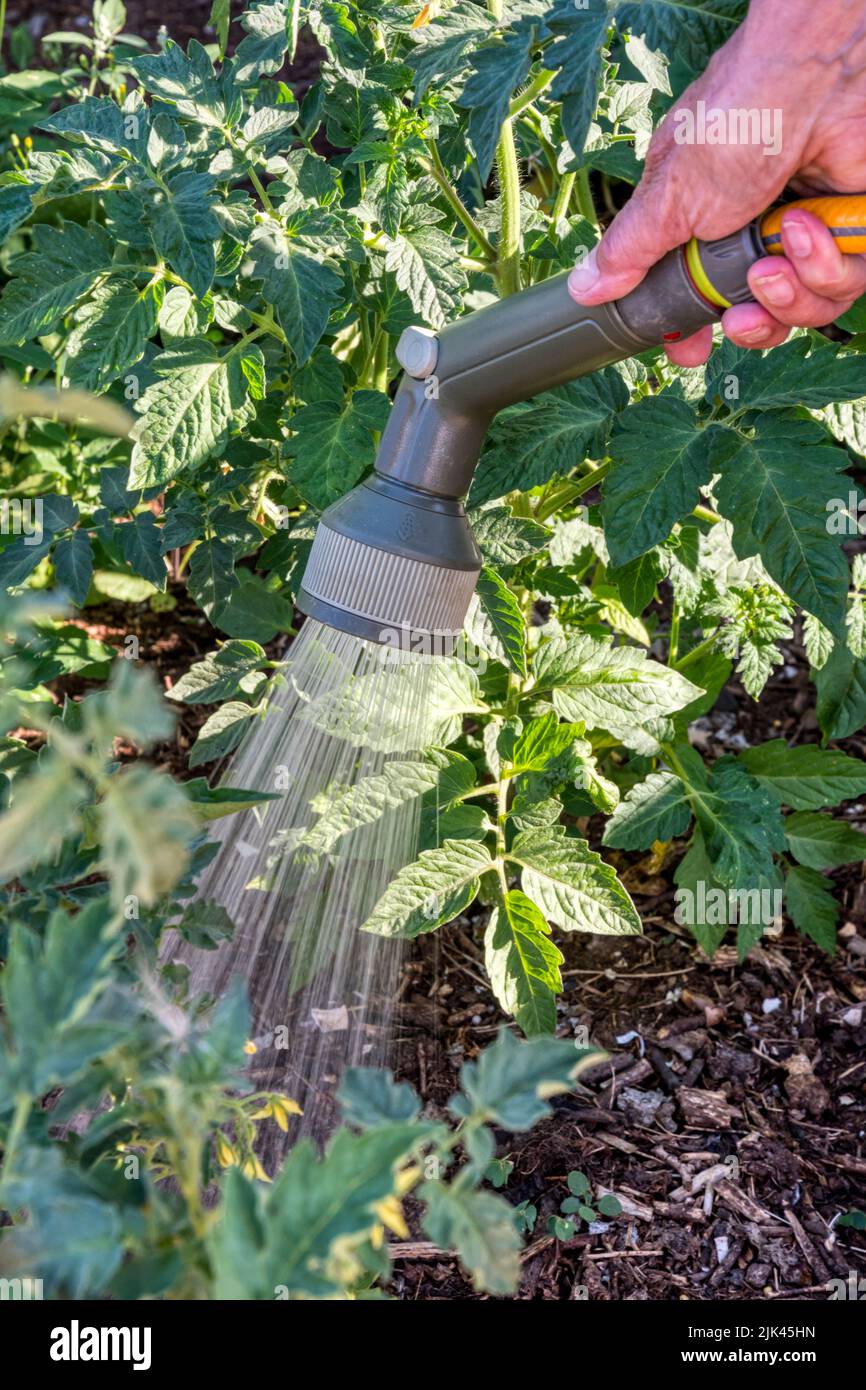 Donna che usa uno spray di tubo per innaffiare le piante di pomodoro nel suo orto. Foto Stock