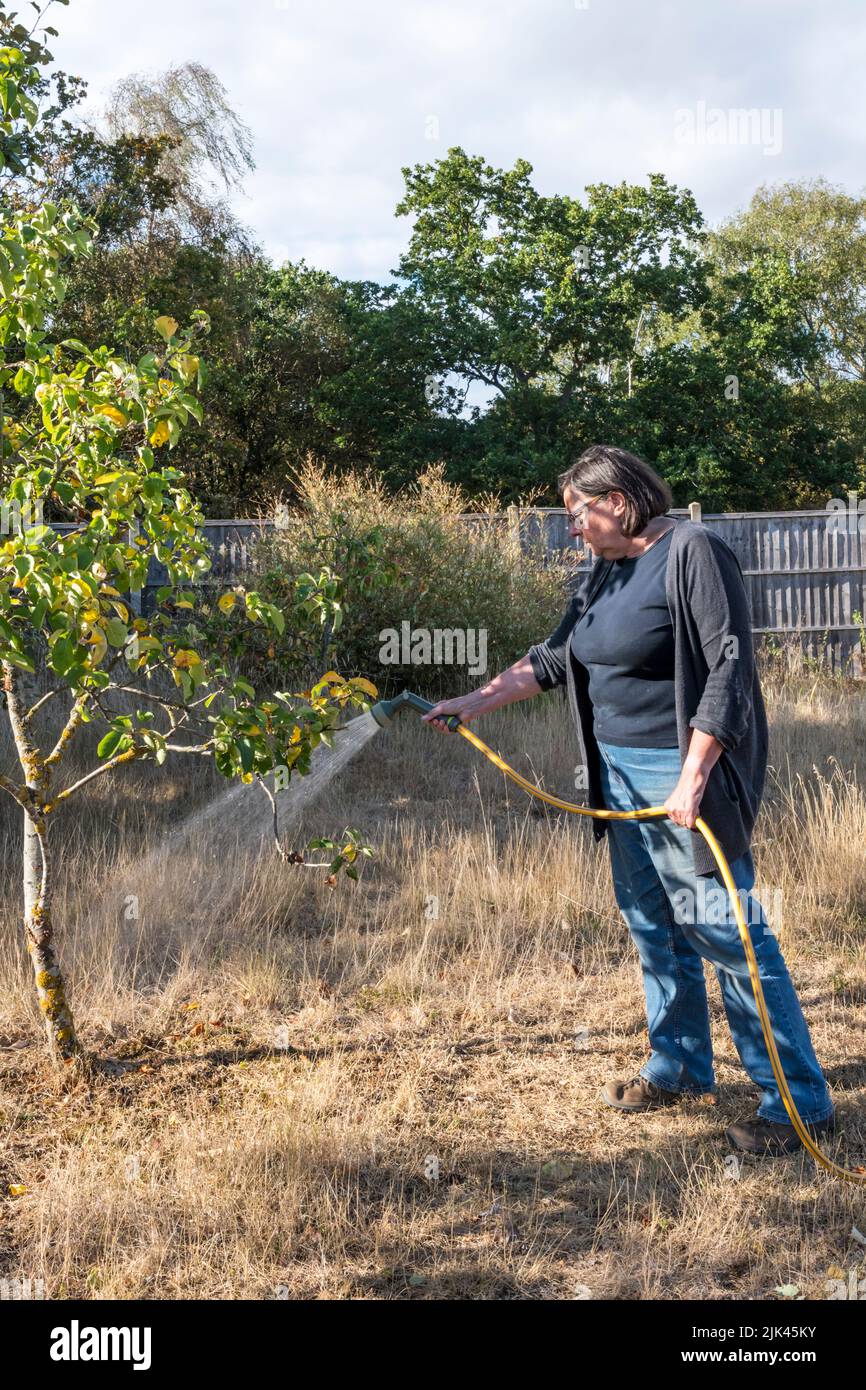 Donna che innaffia albero di frutta con un tubo di porco durante il tempo caldo e secco del 2022 luglio. Foto Stock