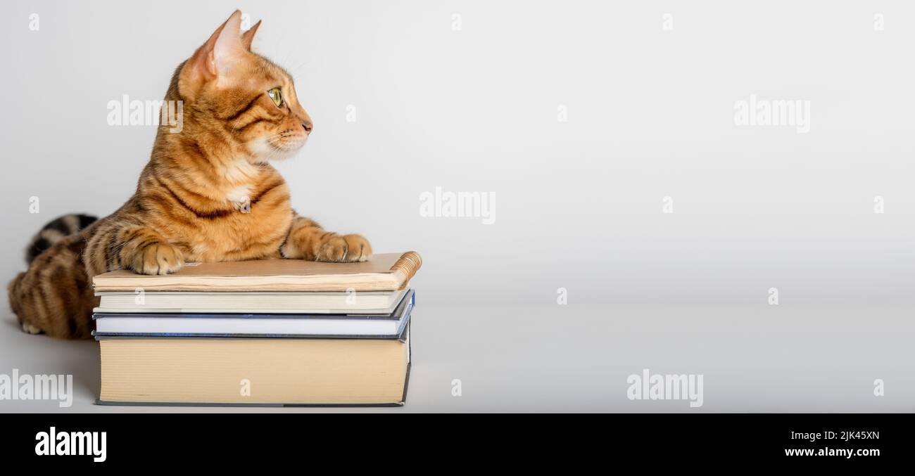 Gatto gengale intelligente e libri su sfondo bianco. Preparazione per la scuola. Foto Stock