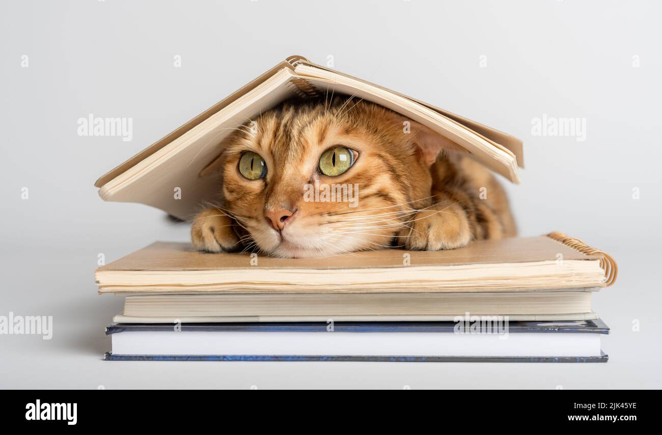Gatto gengale intelligente e libri su sfondo bianco. Preparazione per la scuola. Foto Stock