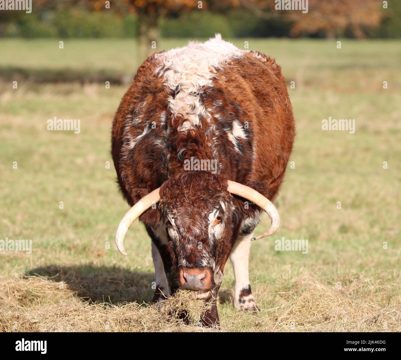 Bestiame bovino Longhorn femmina che mangia fieno Foto Stock