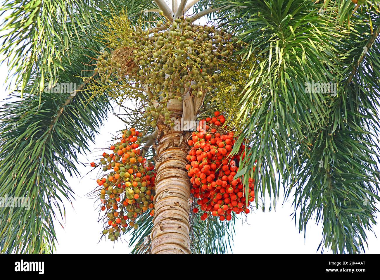Incredibile frutta Betel Nut Palm Tree alla luce del sole Foto Stock