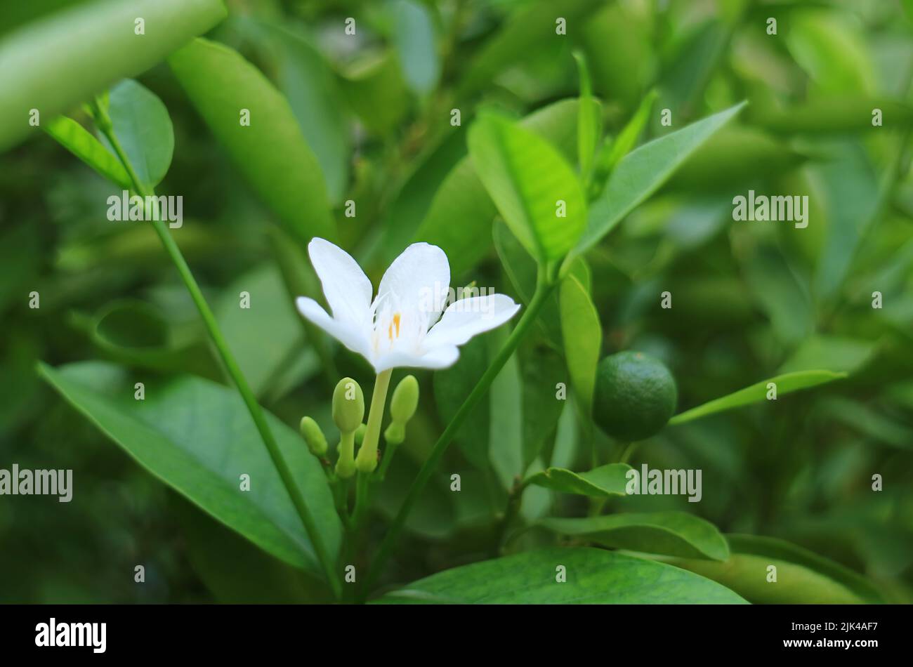 Primo piano un fiore di lime fiorente con frutta matura sull'albero Foto Stock