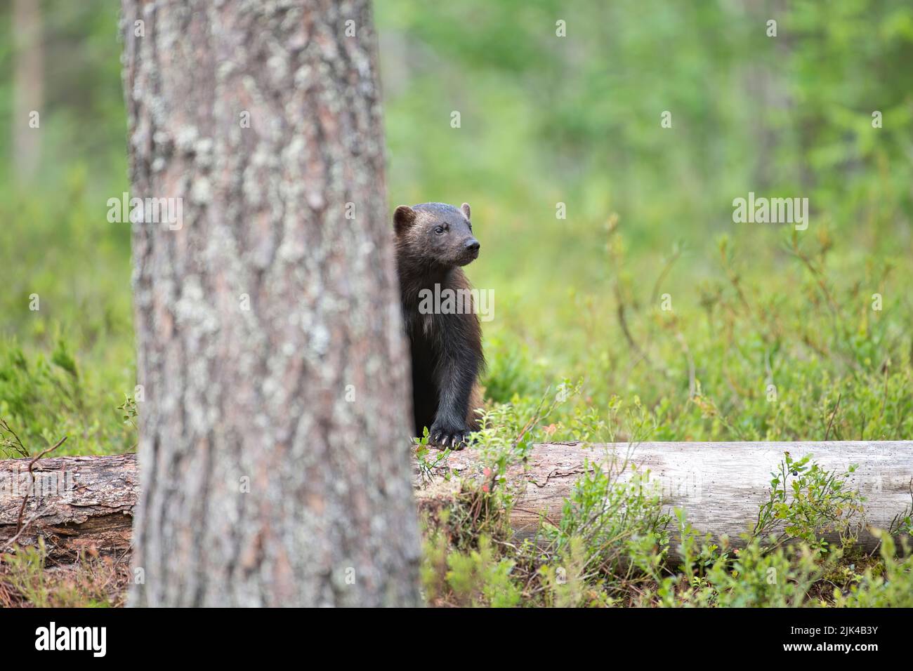 Wolverine (Guo guo) fotografato nella foresta di taiga della Finlandia. Peering da dietro un tronco dell'albero, che offre un certo occultamento Foto Stock