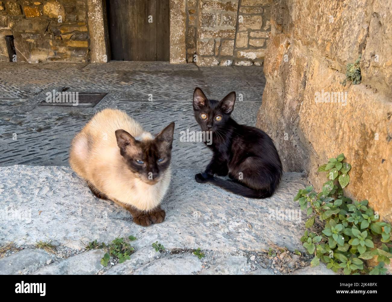 Bombay gatto e gattino, residenti di Plaza Mayor, Ainsa Spagna Foto Stock