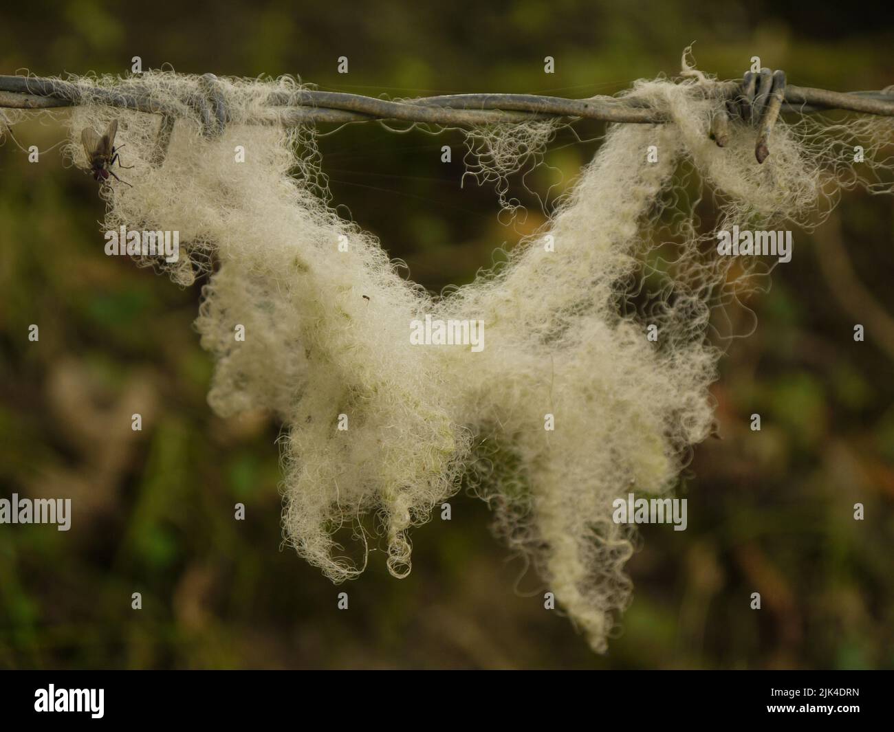 Vello di pecora catturato in filo spinato in una fattoria Cornish, Regno Unito Foto Stock