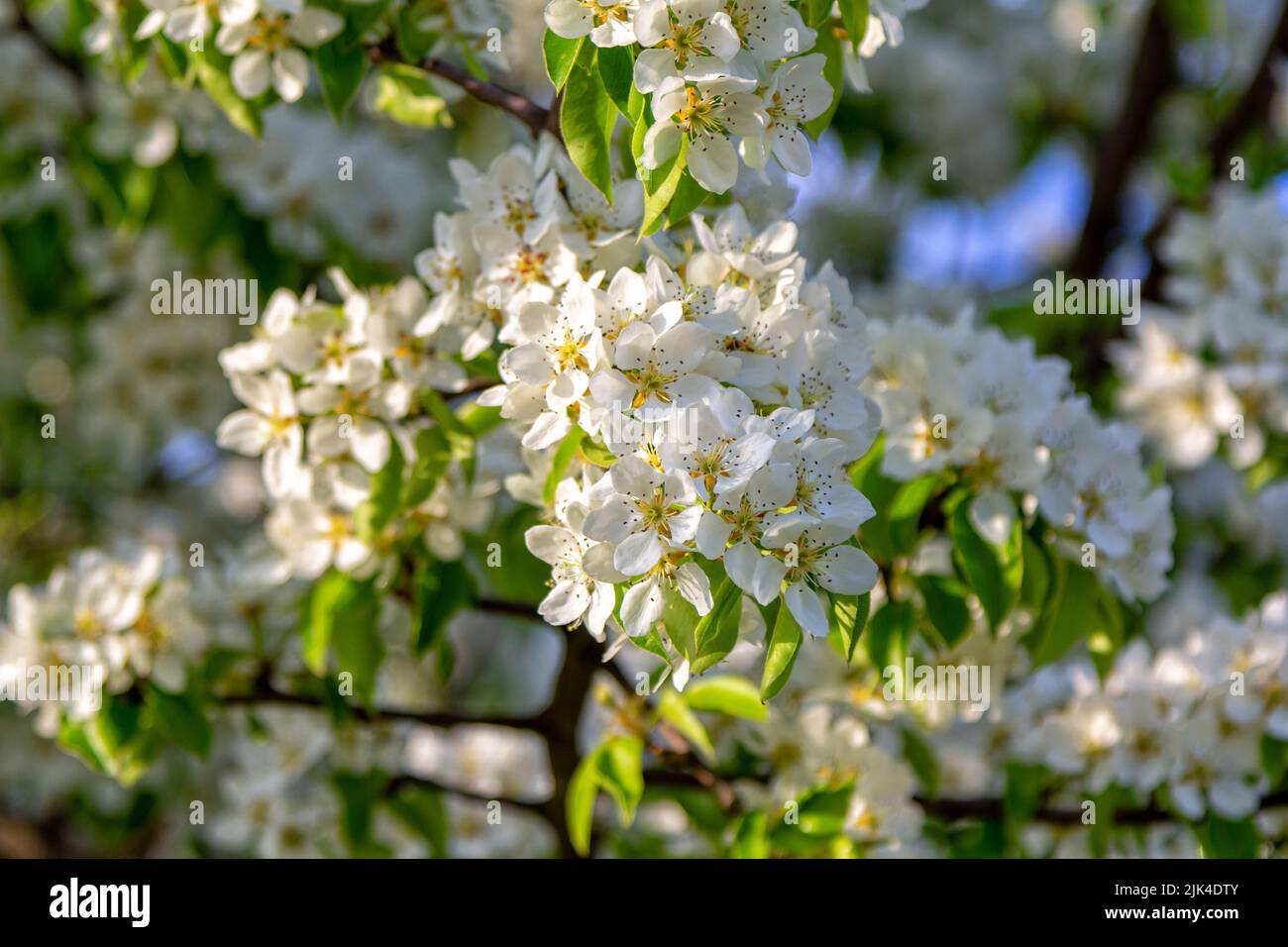 Bella fioritura di rami di pera con fiori bianchi che crescono in un giardino. Primavera natura sfondo. Foto Stock