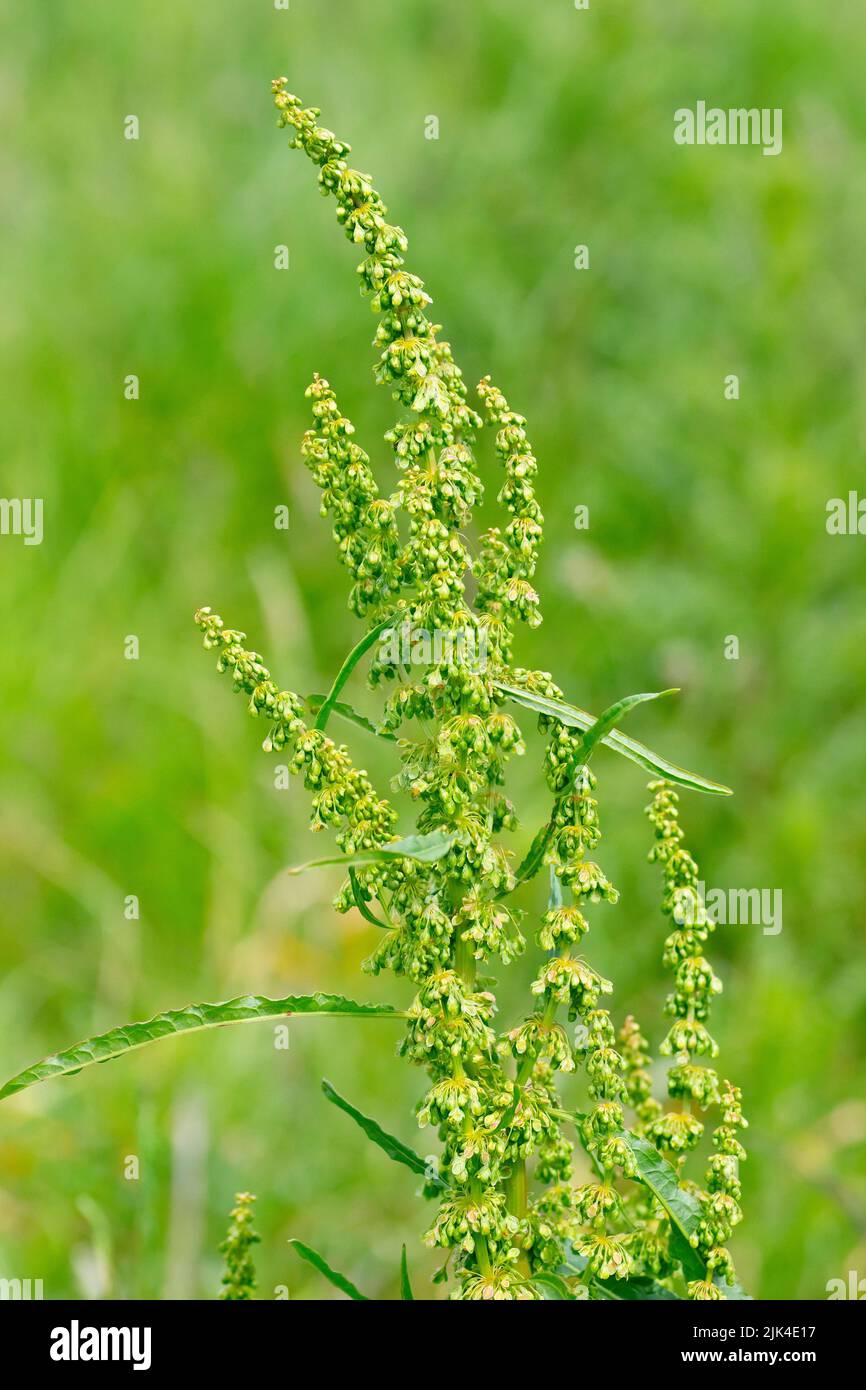 Molo arricciato (rumex crispus), primo piano che mostra le foglie ondulate orlate e piccoli fiori della metà superiore della pianta. Foto Stock