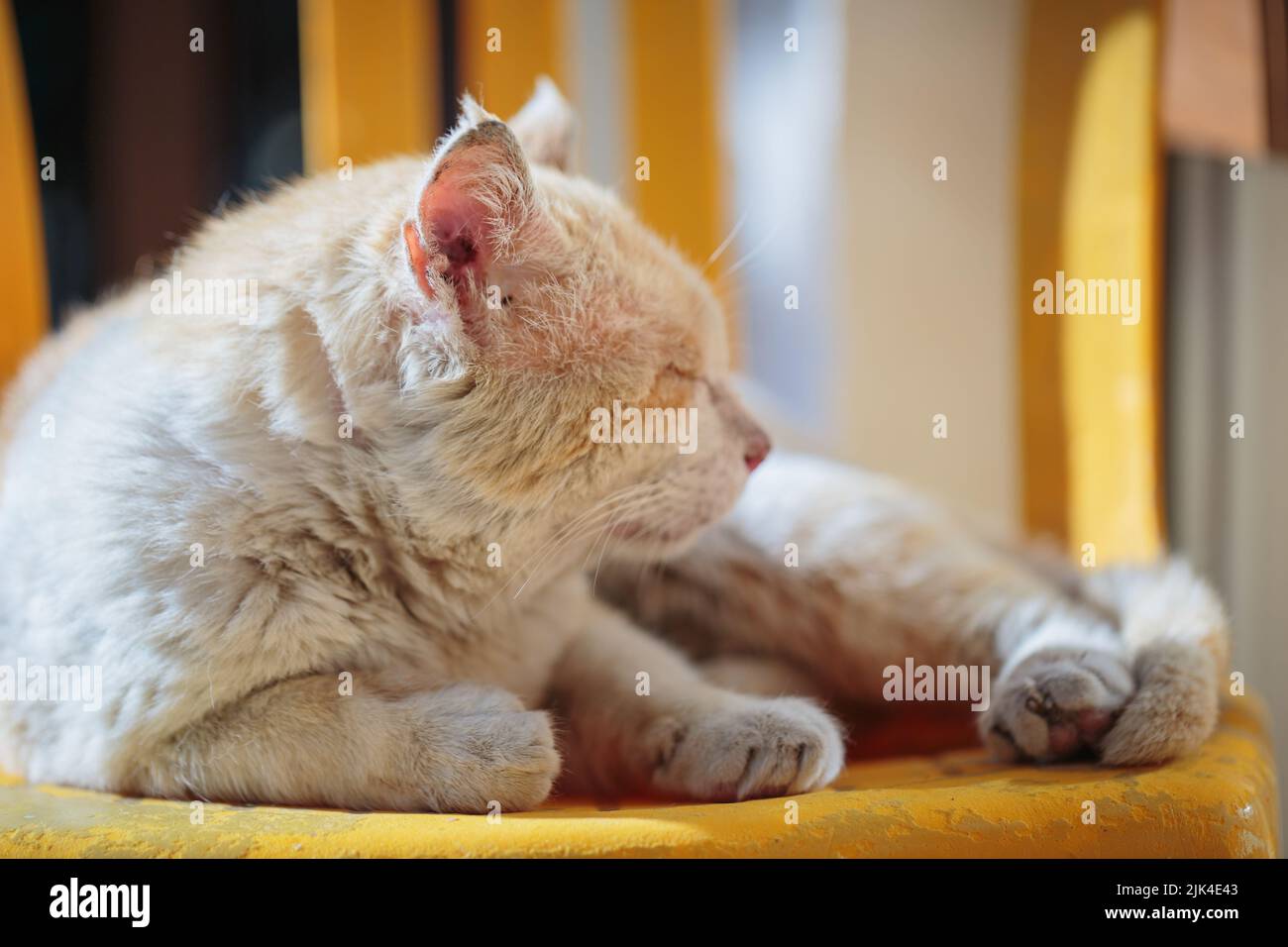 Il gatto rosso parassita dorme su una sedia all'aperto Foto Stock