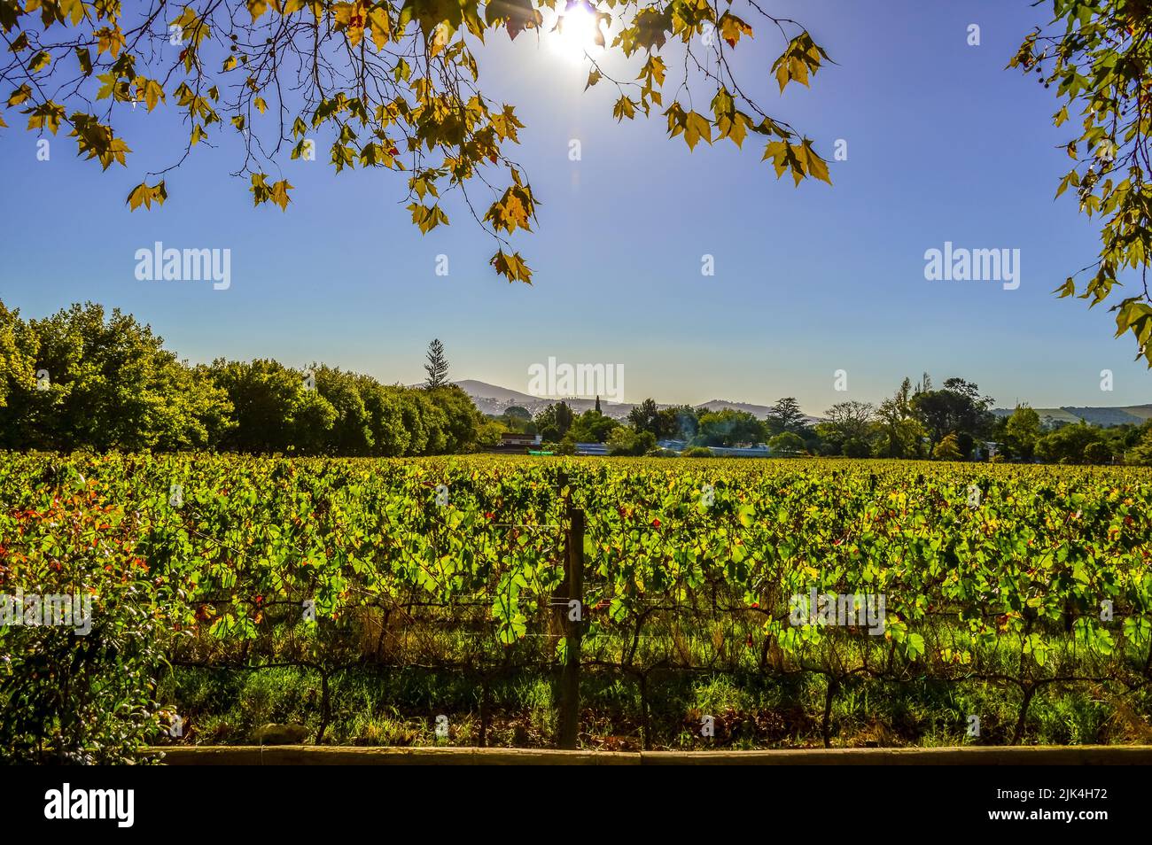 Stellenbosch cape Wineland o vigneto di uve Pinotage in Città del Capo Sud africa Foto Stock