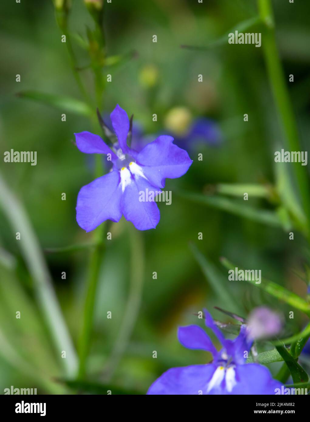 Primo piano di (Bat-like) Lobelia Fontana luce Blu fiore in fiore estate Foto Stock