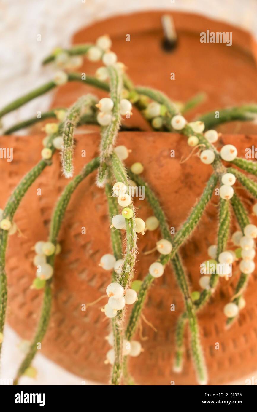 Bella Rhipsalis Baccifera Horrida in vaso di argilla appeso al muro Foto Stock