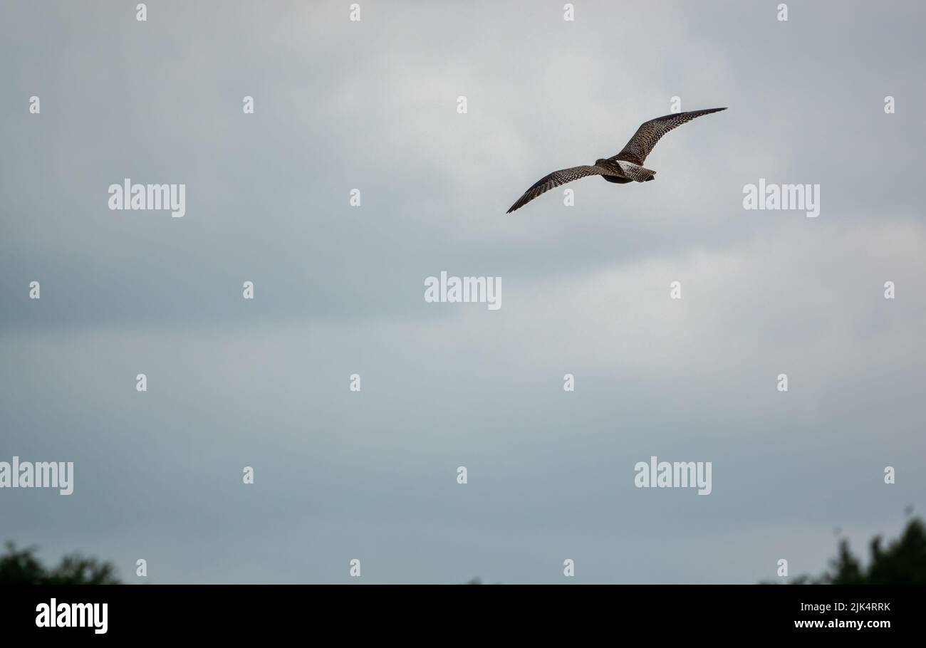 Primo piano di un curlew adulto (Numenius arquata) in volo sopra il prato inglese Foto Stock