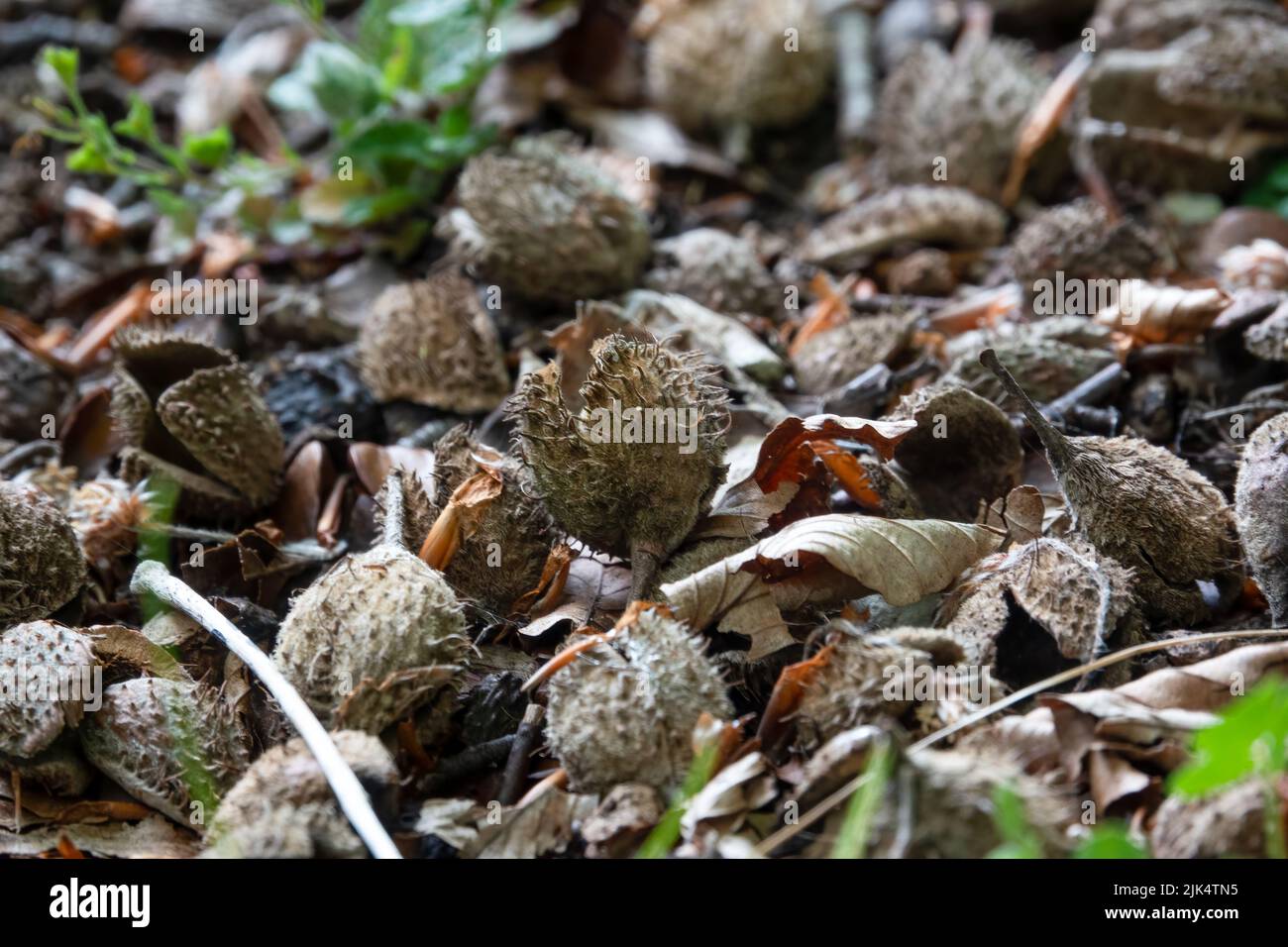 Primo piano di una noce di faggio macinata da un faggio europeo (Fagus sylvatica) Foto Stock