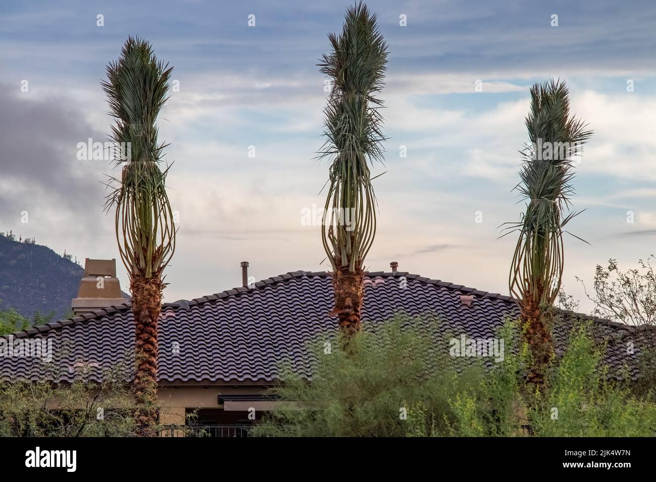 Tre alti alberi di palme della regina Anna che sono stati ricollocati in un cortile residenziale contro un cielo nuvoloso blu Foto Stock