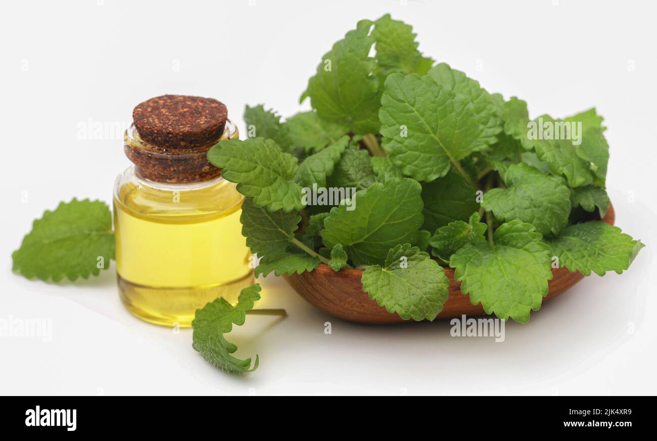 Foglie di balsamo al limone con olio essenziale estratto in bottiglia Foto Stock