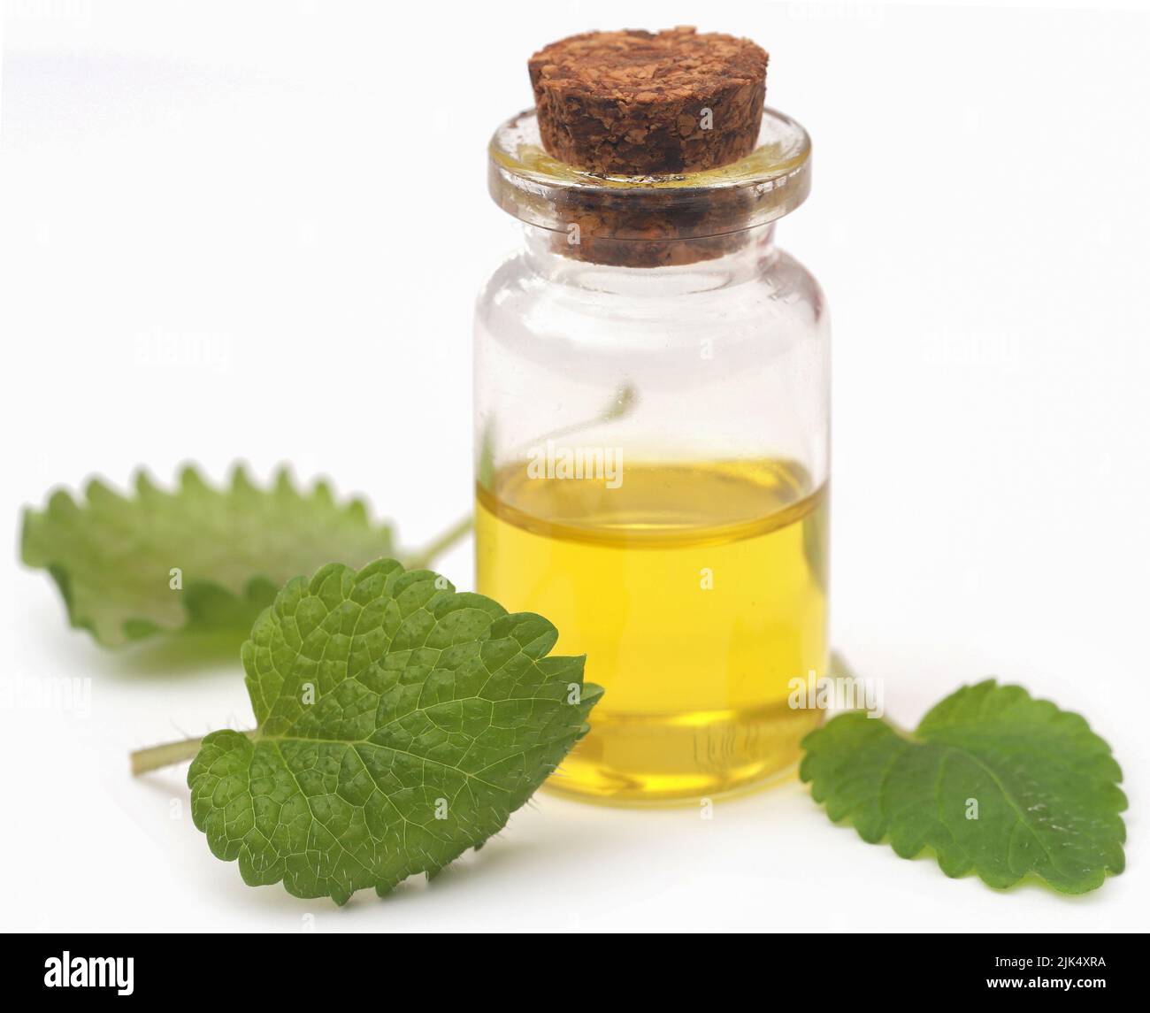 Foglie di balsamo al limone con olio essenziale estratto in bottiglia Foto Stock
