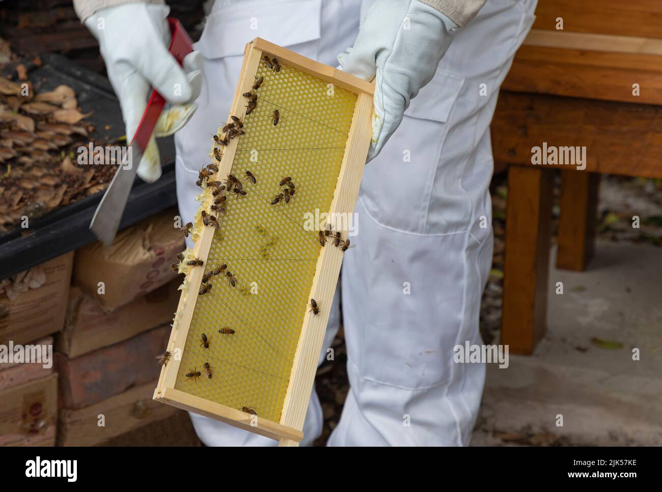 Api su telaio di covata e l'apicoltore con una mano rossa portautensili avwhite vestito Foto Stock