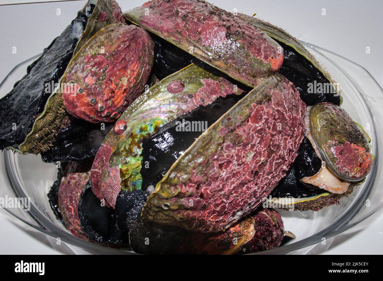 Uno sguardo alla vita in Nuova Zelanda: Abalone appena raccolto (aka Paua), sia Black-Foot che Yellow-Foot specie: Entrambe le delizie culinarie. Foto Stock