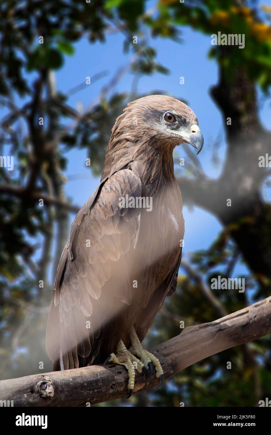 Falcon appollaiò liberamente sul ramo d'albero nella foresta alla ricerca di preda. Foto Stock