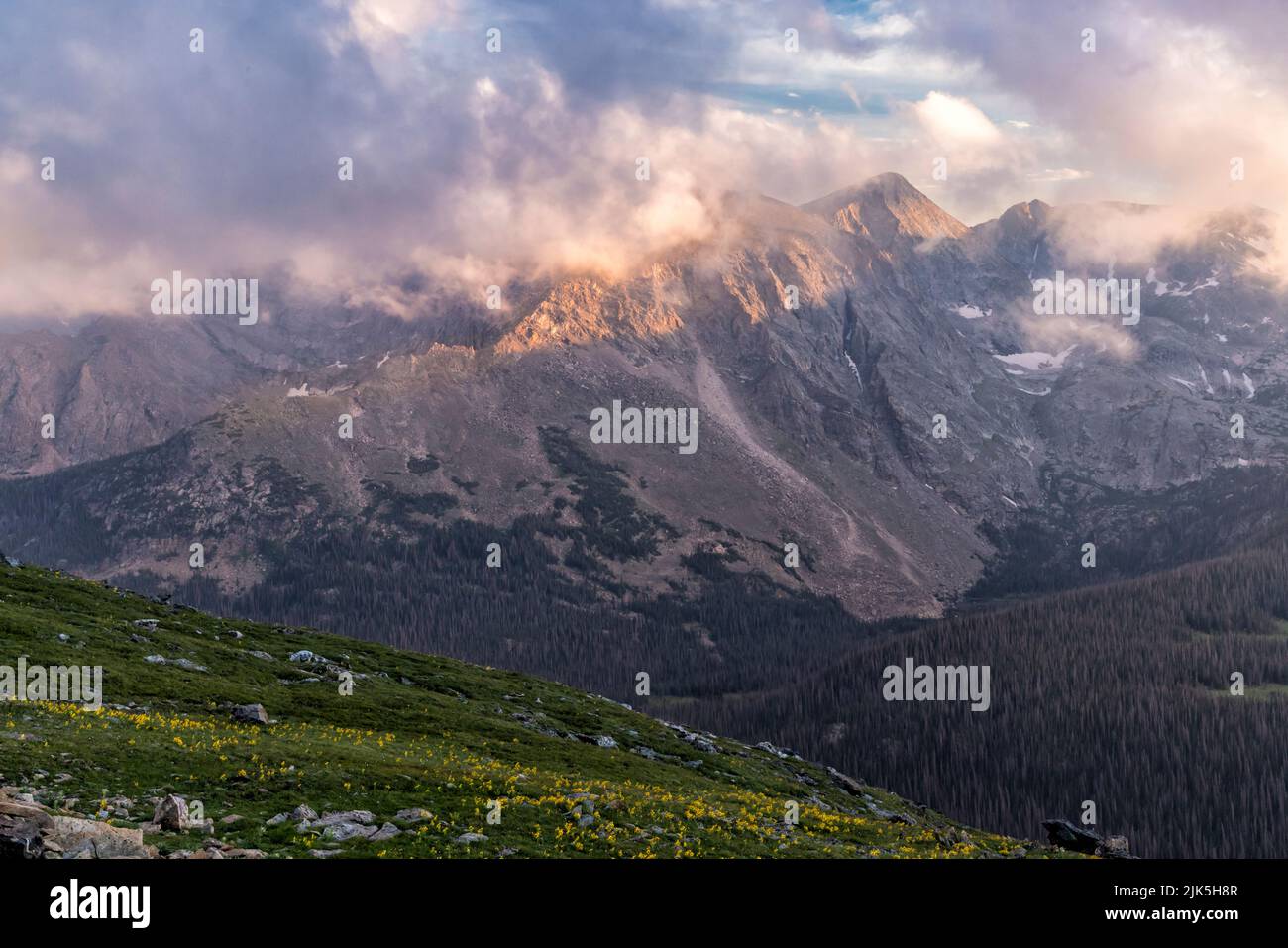 Le nuvole si depositano sul Gore Range illuminato dal sole nel tardo pomeriggio dietro i girasoli alpini sulla tundra sul Trail Ridge di fronte al Foto Stock