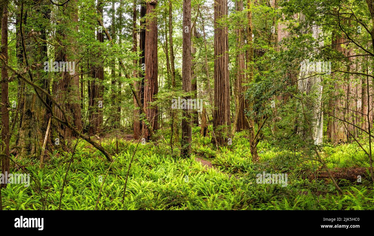 Un'immagine panoramica di un anfiteatro di sequoie nel Tall Trees Grove, Redwoods National Park, California. Foto Stock