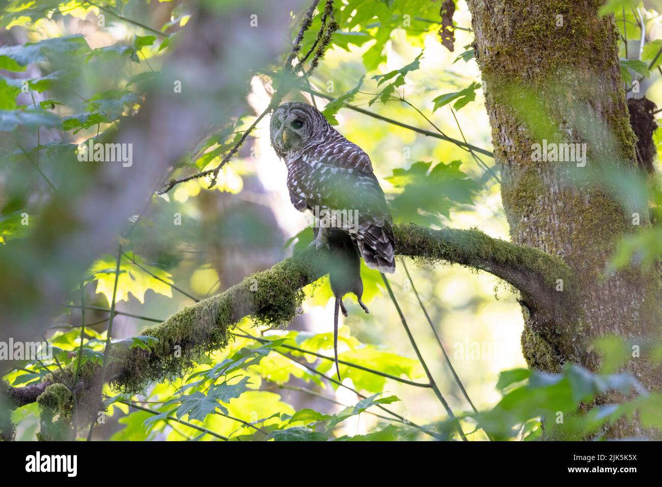 Uccello di Owl Barred con ratto a Port Coquitlam BC Canada, 2022 luglio Foto Stock