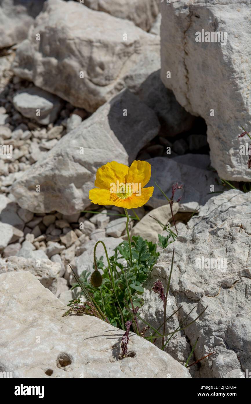 Papavero alpino giallo fiorente (Papaver alpinum o rhaeticum). Papavero in fiore nelle Dolomiti. Italia. Foto Stock