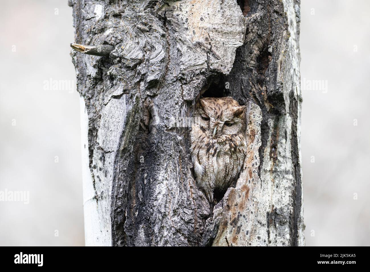 Western Screech-Owl in nido a Kelowna BC Canada, Foto Stock