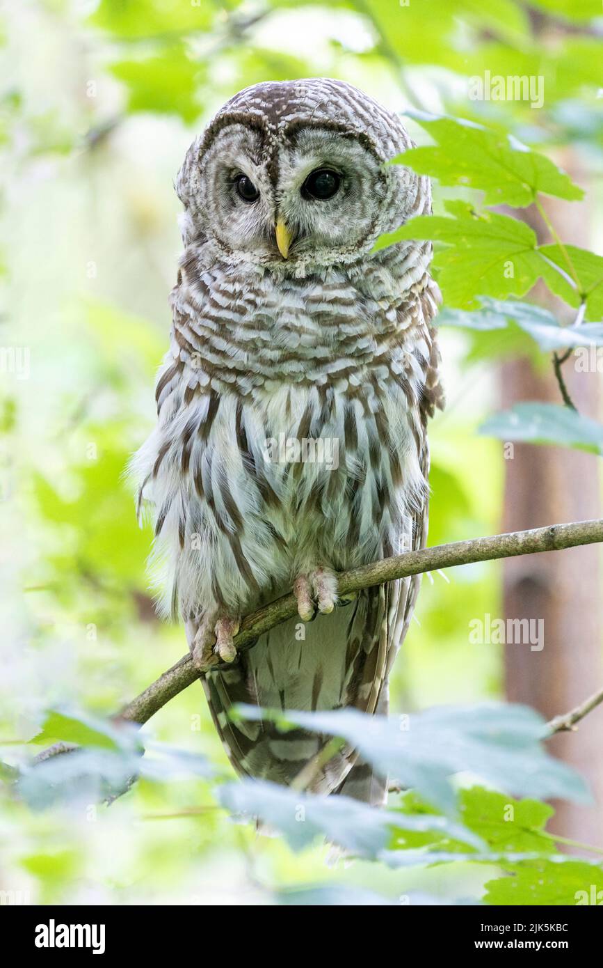 Uccello di Owl Barred a Port Coquitlam BC Canada, 2022 luglio Foto Stock