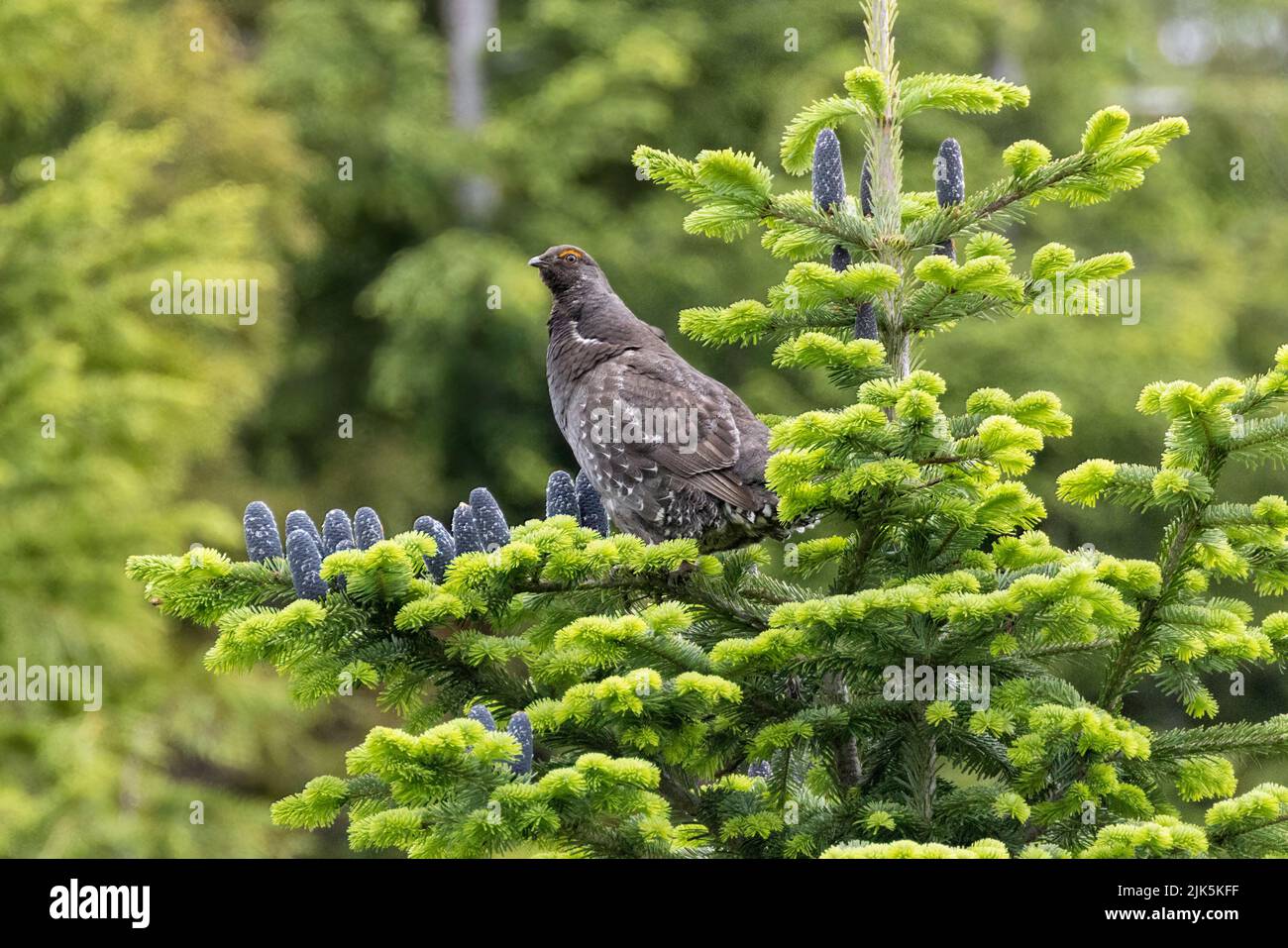 Sooty Grouse a West Vancouver BC Canada, luglio 2022 Foto Stock
