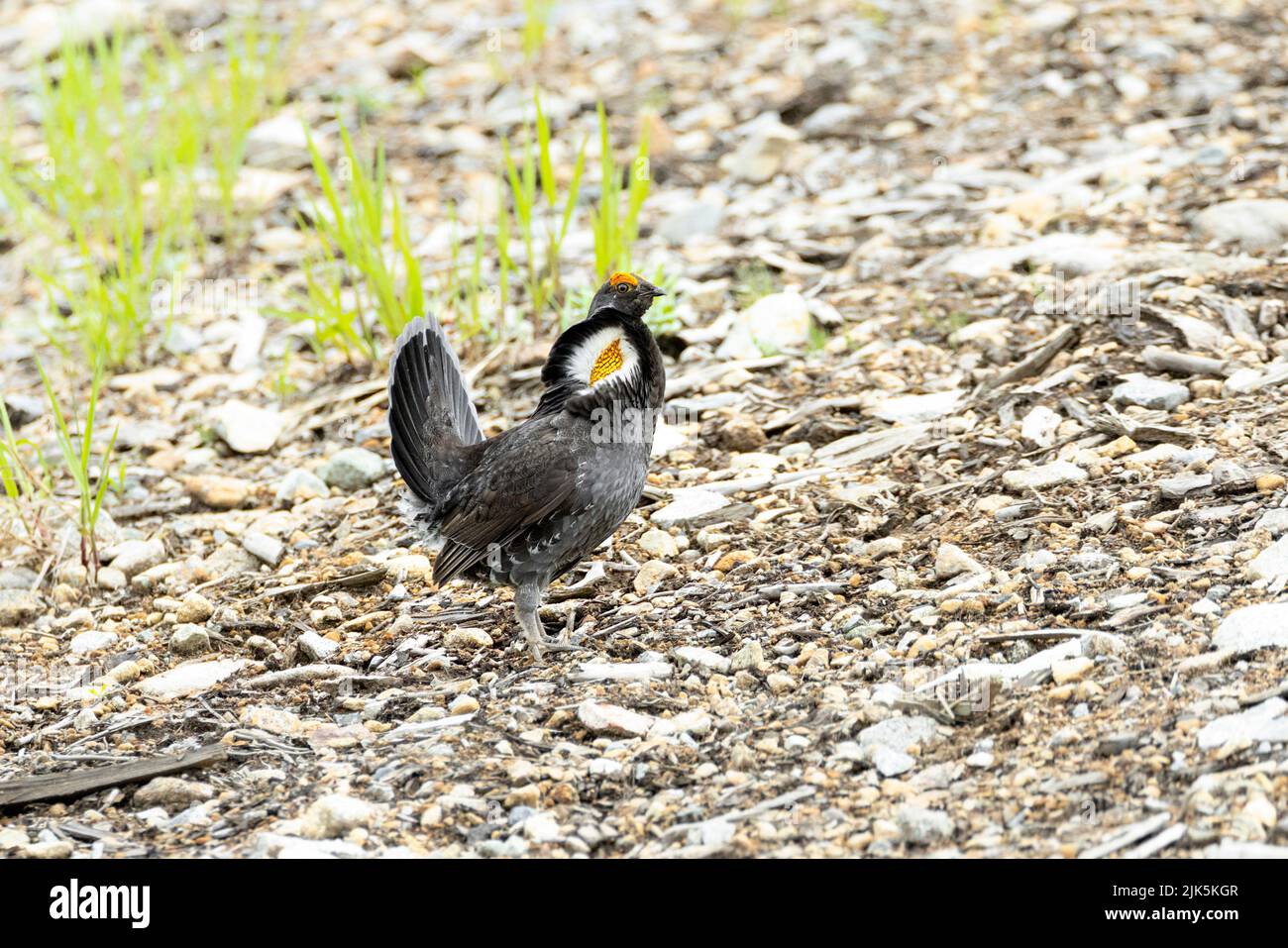 Sooty Grouse a West Vancouver BC Canada, luglio 2022 Foto Stock