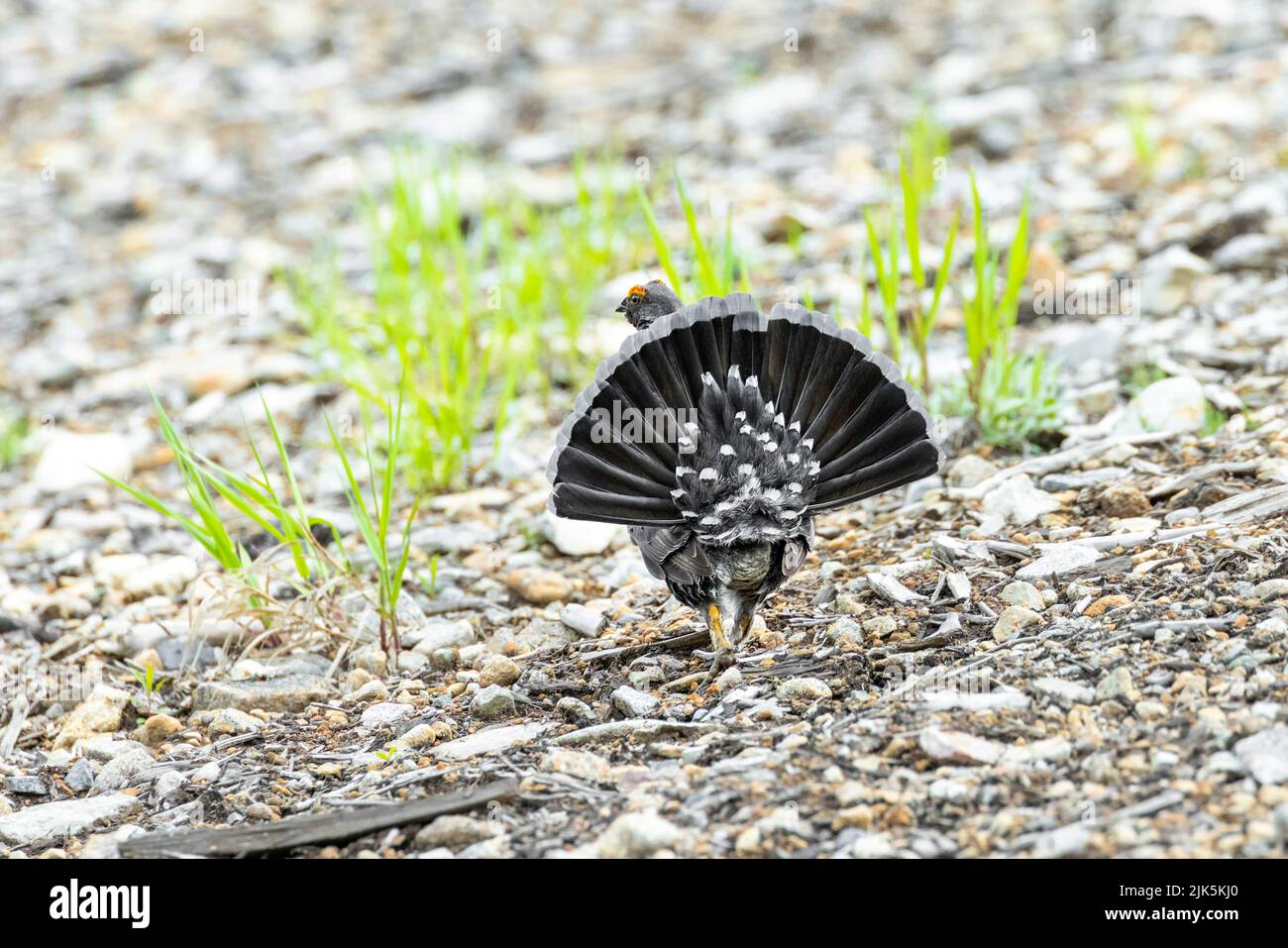 Sooty Grouse a West Vancouver BC Canada, luglio 2022 Foto Stock