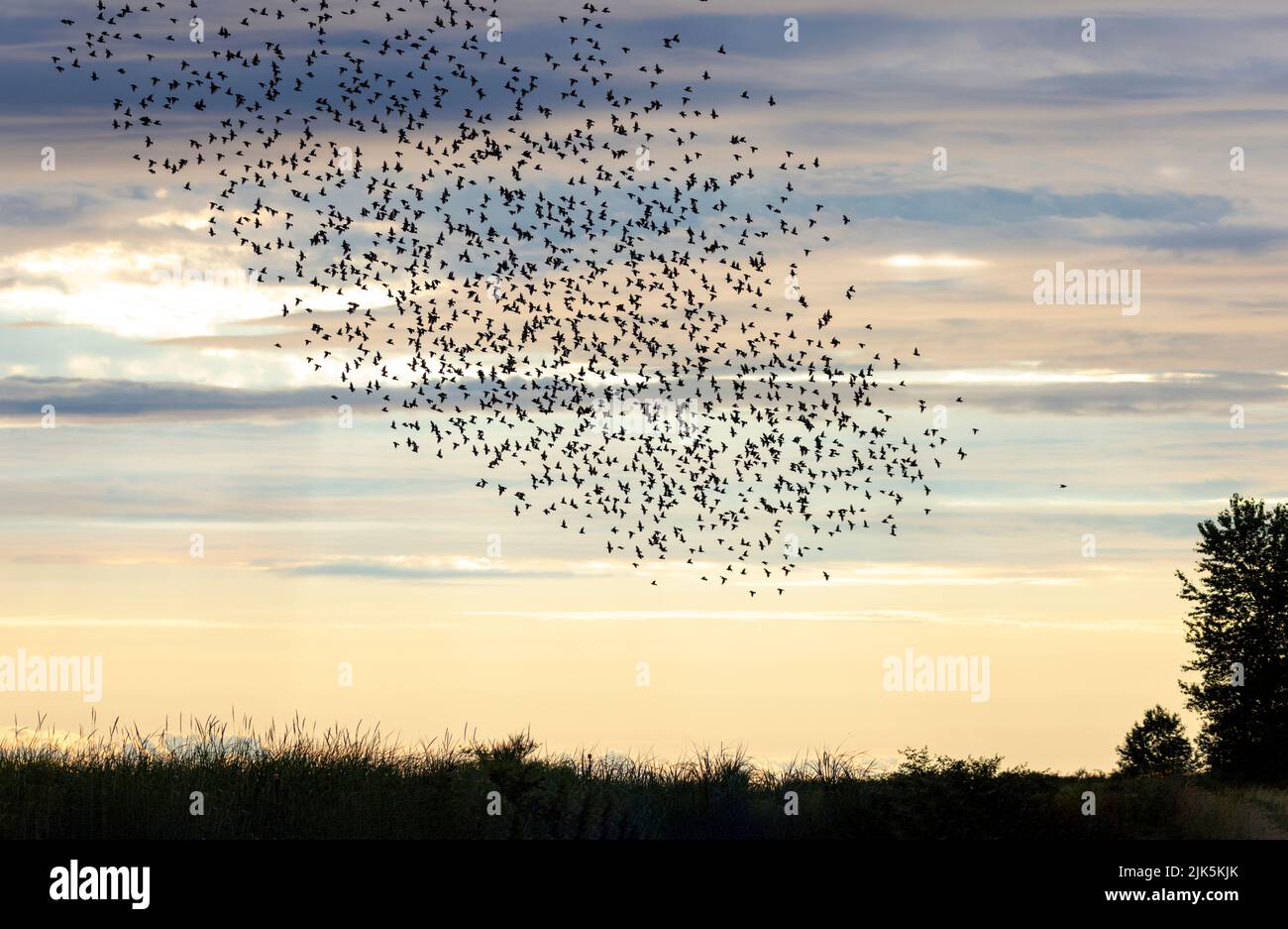 Starlings murmuration uccelli a Richmond BC Canada Foto Stock