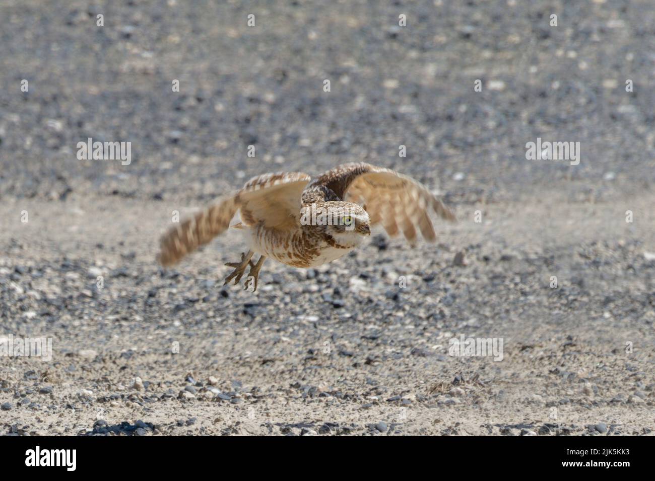 Volando l'uccello del gufo di burrowing a Washington, Stati Uniti Foto Stock