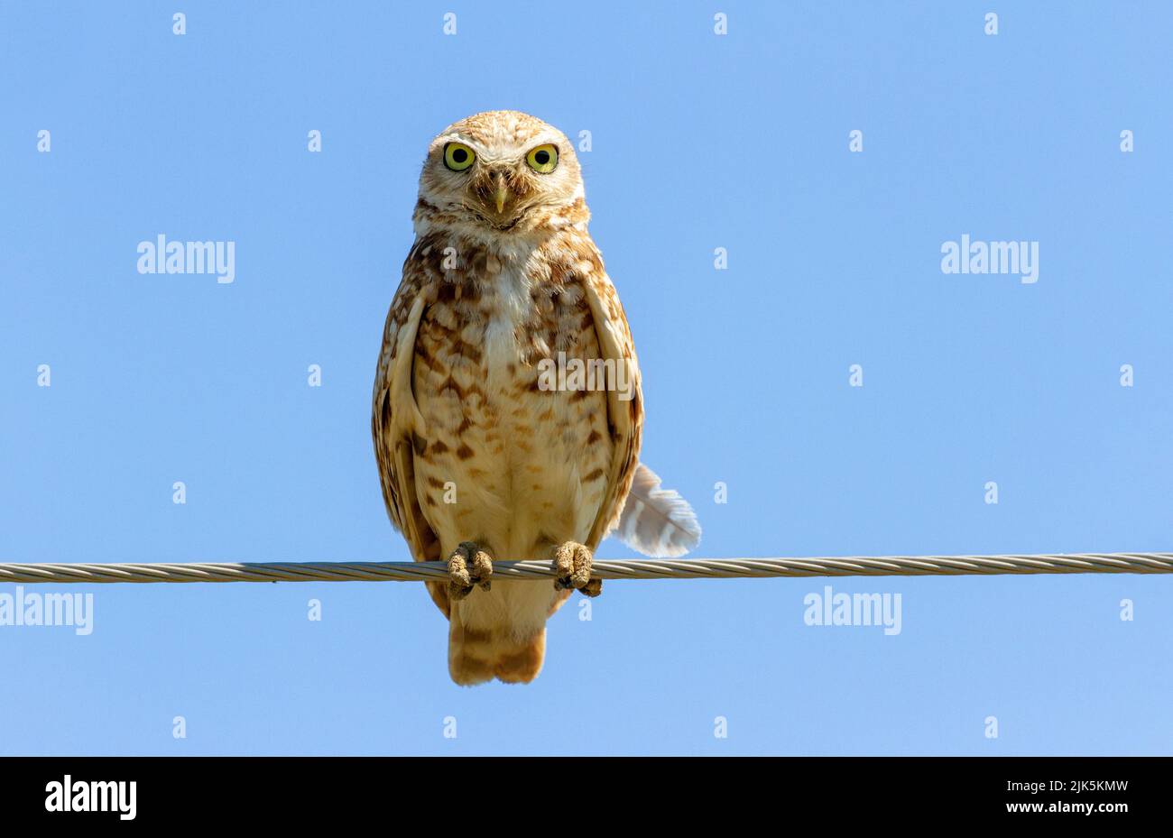 Burrowing Owl Bird a Washington, Stati Uniti Foto Stock