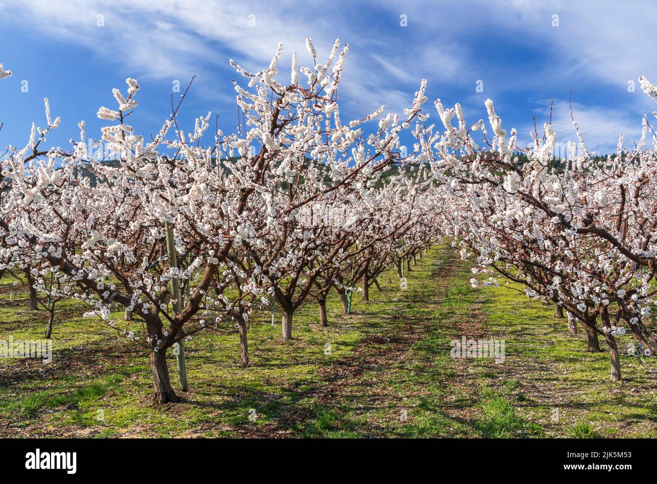 Albicocche in fiore vicino Osoyoos, Okanagan Valley, British Columbia, Canada. Foto Stock