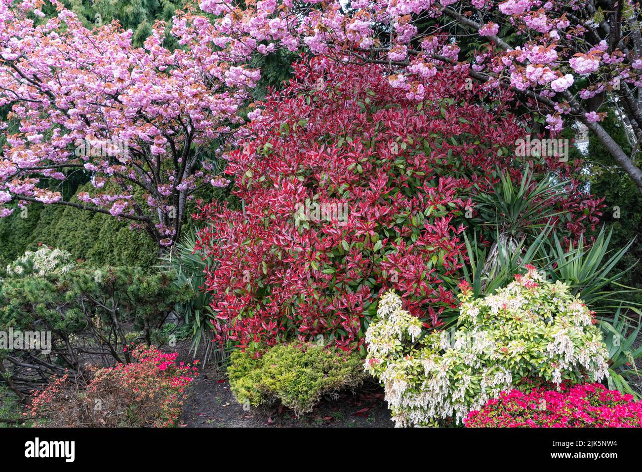 Un giardino di primavera residenziale in fiore a Richmond, Vancouver, British Columbia, Canada. Foto Stock